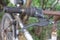 Rusty steering wheel with gear shift mechanism of an old rusty abandoned bicycle