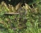 Rusty Table and Chair in a Field