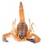 The Rusty Thick Tail Scorpion