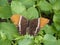 A Rusty-Tipped Page Butterfly on a leaf, Siproeta epaphus at a Butterfly Farm.