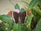 A Rusty-Tipped Page Butterfly on a leaf, Siproeta epaphus at a Butterfly Farm.