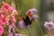 Rusty-tipped page butterfly, Siproeta epaphus