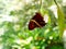 Rusty tipped page butterfly spiroeta epaphus out of its pupa with another empty pupa on its side blurred green background