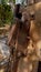 Rusty traditional cutting tool, blurred background