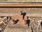 Rusty train railway detail, oiled sleepers and stones between rail way