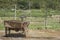 Rusty tricycle, a bicycle with three wheels