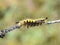 Rusty tussock moth caterpillar