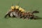 Rusty Tussock Moth caterpillar