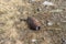 Rusty unexploded artillery bullet shell, World War II