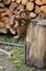 A rusty vice located outside on a stump is used to grip objects for work, also to sharpen a hand scythe.