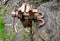 A rusty vice located outside on a stump is used to grip objects for work, also to sharpen a hand scythe.