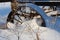 The rusty wheel of an abandoned cart is half buried in the snow in winter