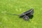 Rusty wheel barrow on a summer lawn