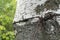 Rusty wire in birch bark. Birch bark is damaged by metal wire. Closeup picture. Selective focus