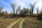 Rut road in leafless forest