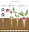 Rutabaga beneficial features graphic template. Gardening, farming infographic, how it grows. Flat style design