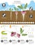 Rutabaga beneficial features graphic template. Gardening, farming infographic, how it grows. Flat style design