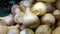Rutabaga, Swedish turnip, Brassica napus rapifera,
