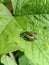 The ruteline genus Chrysina, or jewel scarabs on the leaves with broken wings