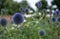 Ruthenian globe thistle, also known as Echinops bannaticus, in the historic walled garden at Eastcote House Gardens, UK