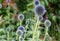 Ruthenian globe thistle, also known as Echinops bannaticus, photographed in Norfolk UK.