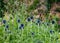 Ruthenian globe thistle, also known as Echinops bannaticus, photographed in Norfolk UK.