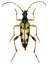 Rutpela maculata beetle specimen