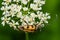 Rutpela maculata, the spotted longhorn beetle, sitting on flower