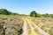 Rutted tracks across Budby Heath on a summer day