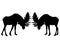 Rutting behavior of moose