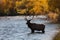 Rutting Bull Elk in River