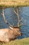 Rutting Bull Elk in Stream