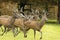 Rutting deer males running and watching. Knebworth park. Trees autumn