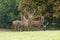 Rutting deer males watching. Knebworth park. Trees autumn