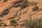 Rutting Desert Bighorn Herd