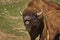 Rutting European bison male