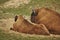 Rutting European bison pair