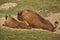 Rutting European bison pair