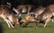 Rutting Fallow Deers in Phoenix Park