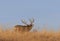 Rutting Mule Deer Buck in Colorado