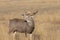 Rutting Mule Deer Buck in Fall