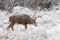 Rutting Mule Deer Buck in Snow