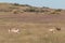 Rutting Pronghorn Antelope