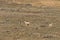 Rutting Pronghorn Antelope