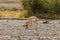 Rutting Pronghorn Antelope Buck