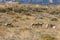 Rutting Pronghorn Antelope Herd