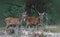 Rutting red deer in the Veluwe National Parc