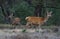 Rutting red deer in the Veluwe National Parc