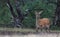 Rutting red deer in the Veluwe National Parc