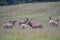 In rutting season, a bull elk checks out his harem of females.